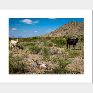 Criollo Cattle on the Open Range Posters and Art